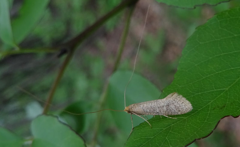 Adelidae: Nematopogon cfr. adansoniella